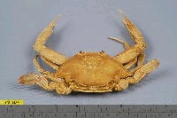 藏品(漢氏梭子蟹)的圖片